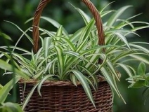 綠色植物大作戰(zhàn)，顏值最高的凈化空氣方法