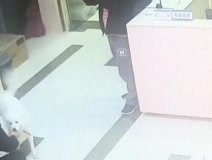 有問題找警察，薩摩耶派出所報案，不注意這件事，對狗狗致命，警察蜀黍卻幫不上忙！