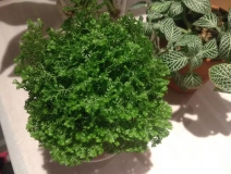 這幾種植物擺家中，空氣清新一整年！