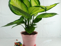 哪些植物可以除甲醛，本事最大呢？