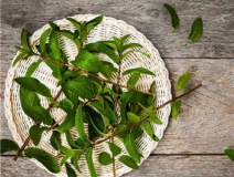 植物可以去甲醛嗎？甲醛治理原理是什么