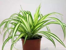 去除甲醛的綠植有哪些?你家里有嗎？