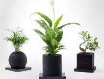 怎么甲醛治理靠得牢？竹炭、植物成最大“騙局”